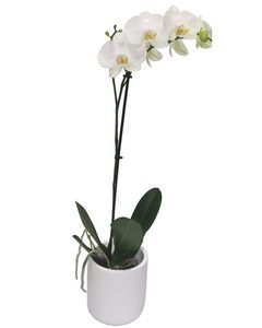 Phalaenopsis Orchid Plant Putts Green Florist Kerikeri