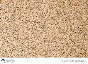 Bird Health: Canunda Shells