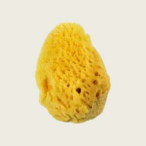 Watercolours: Artist Natural Sea Sponge - Various sizes