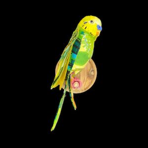 Budgie (blue cere)