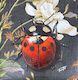 Ornate Ladybird