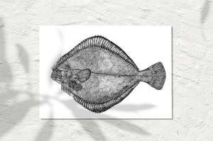 Sea Life Collection: Flounder, INK 2024