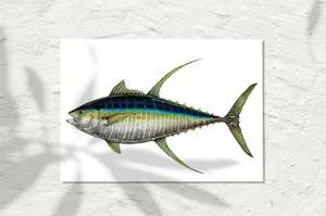Sea Life Collection: Yellowfin Tuna, Colour 2023