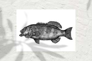 Coral Trout INK 2022