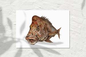 Sea Life Collection: Snapper colour