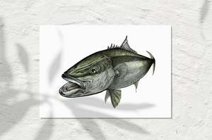 Kingfish 2018 / watercolour