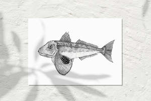 Sea Life Collection: Gurnard