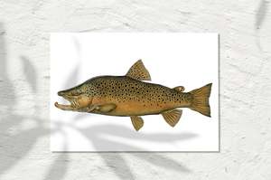 Freshwater Collection: Brown Trout, Colour 2023