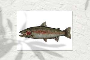 Rainbow Trout, Colour 2023