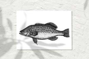 Murray Cod, INK