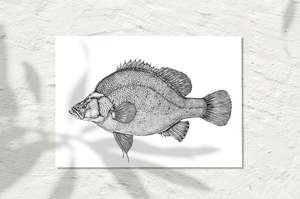 Freshwater Collection: Golden Perch, INK 2026