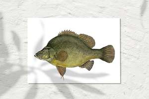 Golden Perch, Colour 2026