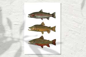 Freshwater Collection: Trio Current