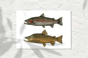 Freshwater Collection: Twin Trout Harmony