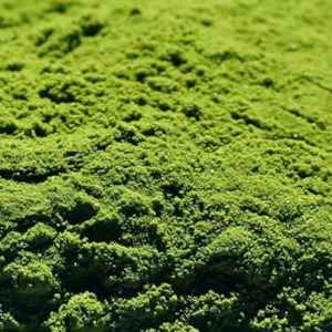 ORGANIC WHEATGRASS POWDER