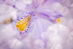 Products: Pure Indulgence - Rāhera Creative