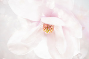 Products: In repose - Rāhera Creative