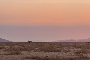 Products: Gemsbok Sunrise - Rāhera Creative