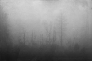 Products: Turitea Fog - Rāhera Creative