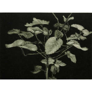 Nan Mulder: Small Fig Tree