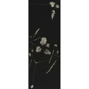 Kyla Creswell: Pōkākā