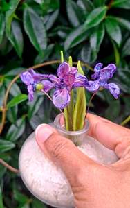 NEW! Glass Art Iris Mini Stems