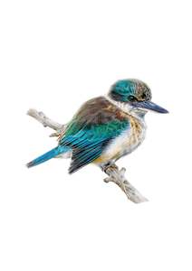 Prints: Scared kingfisher / Kotare print