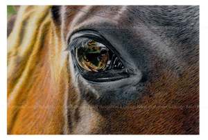Horses eye print