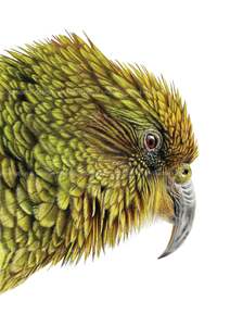 Kea print