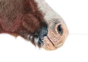 Horse muzzle print