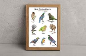 NZ Birds