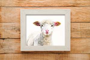 Prints: Lamb print