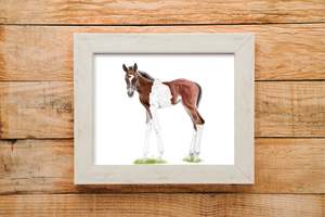 Prints: Foal print