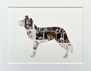 Border Collie, 8x10 inches