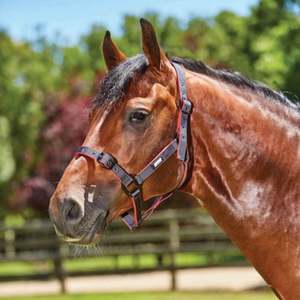Headcollars Leads: Coordinate Headcollar - Navy/Red