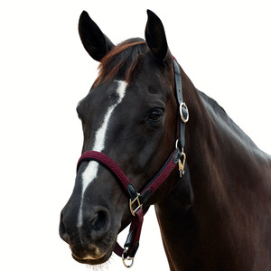 Headcollars Leads: Braided Leather Headcollar - Burgundy