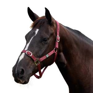 Headcollars Leads: Everyday Headcollar - Burgundy