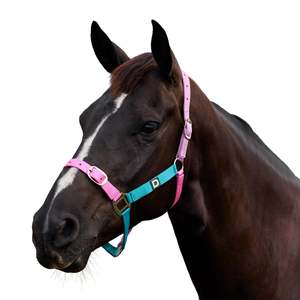 Headcollars Leads: Everyday Headcollar - Blue/Pink/Purple