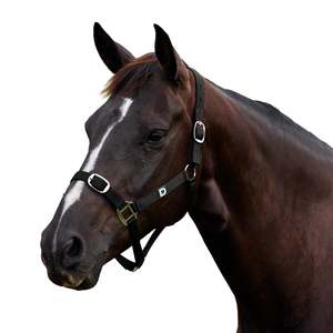 Everyday Headcollar - Black