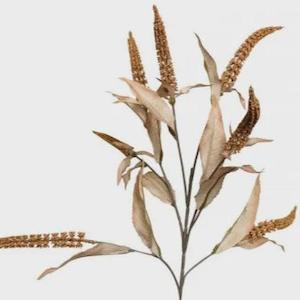 Stoneligh Roberson: COFFEE SALVIA