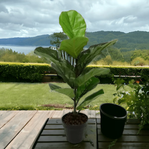 Stoneligh Roberson: FIDDLE LEAF TREE