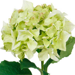 Artificial Flowers: 65cm Sublime Green Artificial Hydrangea