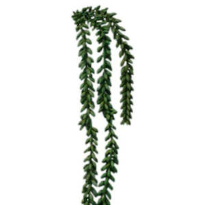 82cm Burro's Tail Artificial Stem