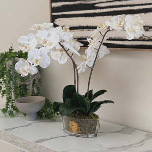 Cote Noire White oval Orchid Arrangment