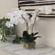 Cote Noire White oval Orchid Arrangment