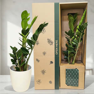 Gifts For Her: Zamioculcas ZZ Green Potted Plant
