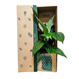 Peace Lily Foliage Potted Plant