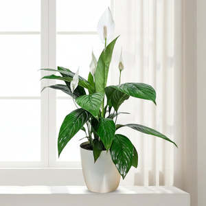 Peace Lily White Flowers Potted Plant