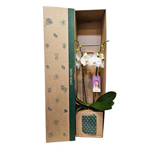 Phalaenopsis Orchid Potted Plant