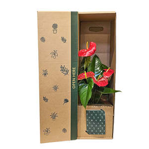 Anthurium Potted Plant Potted Plant